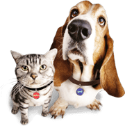 benefici psicologi e animali domestici