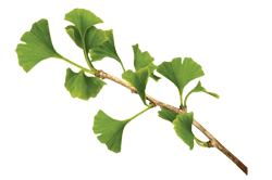 Piante e Sesso